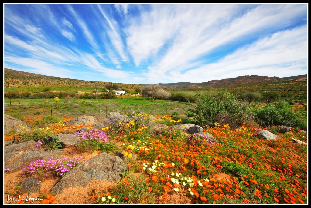 Namaqualand Wild Flower Route